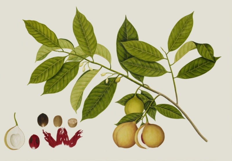 Free Online Botanical Illustration Course
