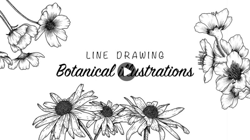 Line Drawing - Botanical illustrations