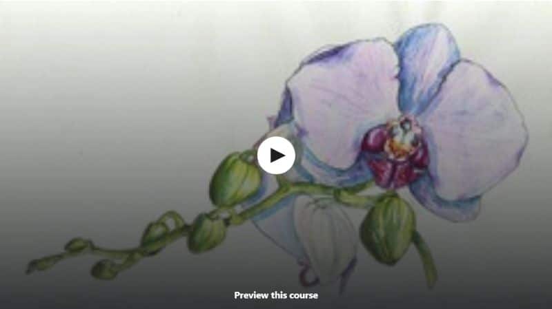 Watercolor Realistic Orchid Painting - Free Workshop